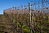 Vineyard in Autumn,Pfalz,Rhineland-Palatinate,Germany