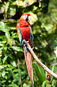 Porträt eines Papageis,Mexiko