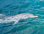 Delfin, Mexiko