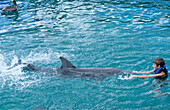 Schwimmen mit Delfinen,Mexiko
