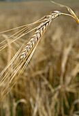 Close-up of ear of barley in field,Germany