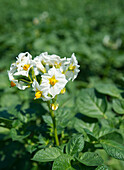 Nahaufnahme einer blühenden Kartoffelpflanze auf einem Feld, Deutschland