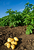 Potatoes being harvested in field of potato plants,Germany