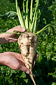 Close-up of man's hands holding beet in field,beet harvest,Germany