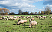 Landschaftliche Ansicht von weidenden Schafen auf einer Weide, Edenkoben, Rheinland-Pfalz, Deutschland