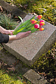 Teenager legt Tulpen auf Grabsteine auf dem Friedhof