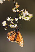 Monarchfalter auf einem Zweig