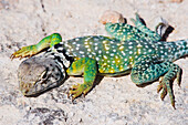 Collared Lizard