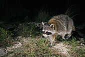Raccoon at Night