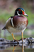 Wood Duck,Texas,USA