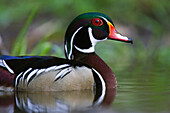 Wood Duck,Texas,USA