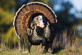 Rio Grande Wild Turkey