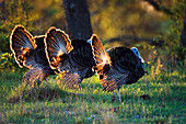 Rio Grande Wild Turkeys