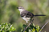 Mockingbird