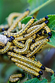 Caterpillars on Branch