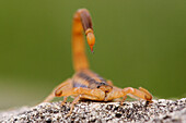 Skorpion auf Felsen