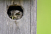 Screech Owl in Nesting Box