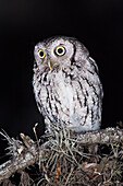 Screech Owl on Branch