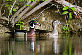 Wood Ducks