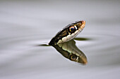 Ribbon Snake in Water
