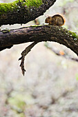 Squirrel on Tree Branch