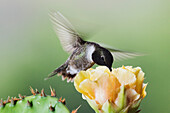 Black-Chinned Hummingbird at Prickly Pear Cactus