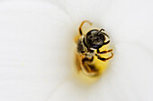 Nahaufnahme einer Biene in einer Blüte