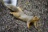 Eichhörnchen im Eichenbaum