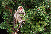 Japanischer Makake im Baum