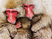 Portrait of Japanese Macaques