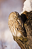 Ural Owl in Tree