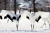Red-crowned Cranes Displaying,Hokkaido,Japan