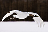 Red-crowned Crane in Flight