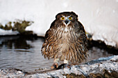 Porträt von Blakiston's Fish Owl, Shiretoko-Halbinsel, Hokkaido, Japan