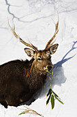 Sika Deer Eating,Shiretoko Peninsula,Hokkaido,Japan