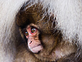 Baby and Mother Japanese Macaque