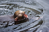 Japanmakkenbaby beim Schwimmen
