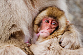 Japanischer Makake stillt Baby