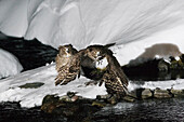 Blakiston's Fish Owls,Rausu,Hokkaido,Japan
