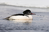 Merganser,Lake Kussharo,Hokkaido,Japan