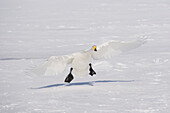 Whooper Swan Landing on Lake Kussharo,Hokkaido,Japan