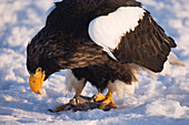 Steller's Sea Eagle,Nemuro Channel,Rausu,Hokkaido,Japan