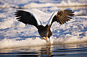 Riesenseeadler,Nemuro-Kanal,Rausu,Hokkaido,Japan