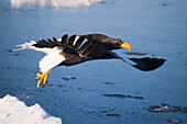 Steller's Sea Eagle,Shiretoko Peninsula,Hokkaido,Japan