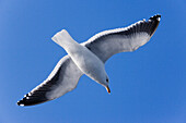 Slaty-backed Gull,Rausu,Hokkaido,Japan