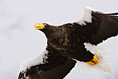 Steller's Sea Eagle,Shiretoko Peninsula,Hokkaido,Japan