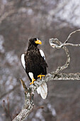 Steller's Sea Eagle,Shiretoko Peninsula,Hokkaido,Japan