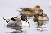 Northern Pintail Ducks,Shiretoko Peninsula,Hokkaido,Japan