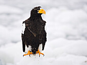 Steller's Sea Eagle on Ice Floe,Shiretoko Peninsula,Hokkaido,Japan