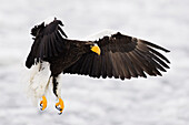 Steller's Sea Eagle in Flight,Shiretoko Peninsula,Hokkaido,Japan